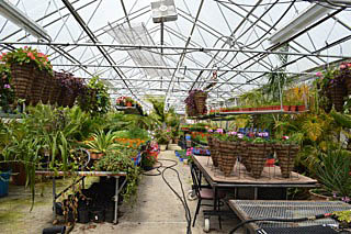 Bradley Beach employees and some volunteers take care of the plants and flowers in the greenhouse which are then  planted throughout the borough in the spring. Coaster photo.