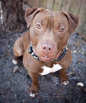 CHOCO - So handsome and lots of fun!! Now all Choco needs is a forever family to take him home and show him the good life. Choco is a 2 year old pup that came to us as a stray. He calmly sits in his kennel waiting for someone to come take him out for a walk or play time. Choco is still young, so he has energy to burn. He'd love a home where he can get lots of exercise; either long walks or he'd love to hook up with a runner.  We all love this amazing boy and we are having a hard time understanding why he keeps getting overlooked. He has good looks, a warm and loving personality and a true zest for life! He's got so much to offer the family that gives him the chance. Choco gets along very well with other dogs, male and female alike.  Come on over to AHS-Tinton Falls today to meet Choco!